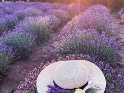 Vintage World Roses & Provance